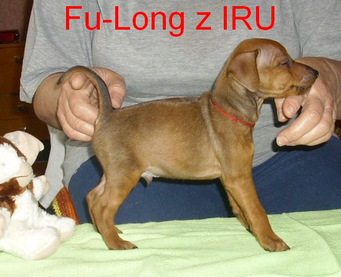 fu-long z iru 9.5.2010.